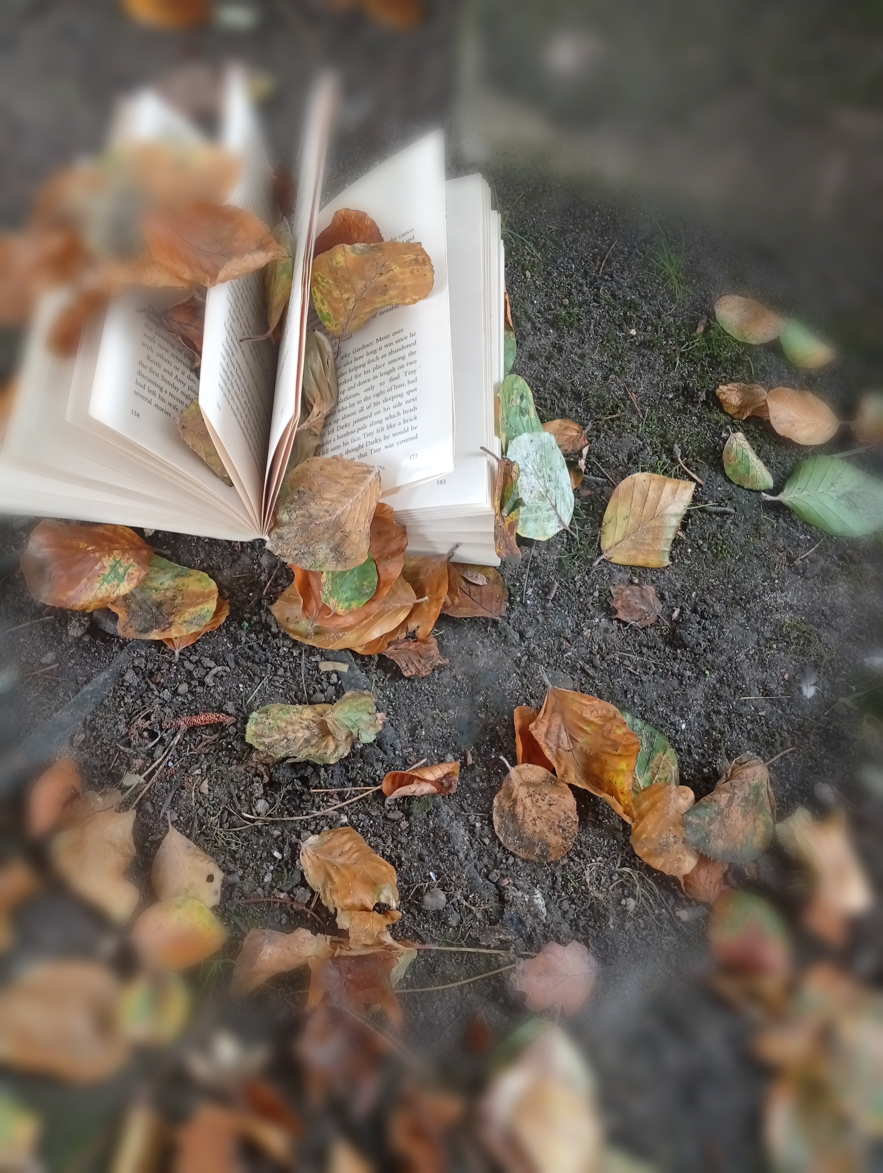 Literature Trivia #5 - From Harry Potter to Jabberwocky — featured image